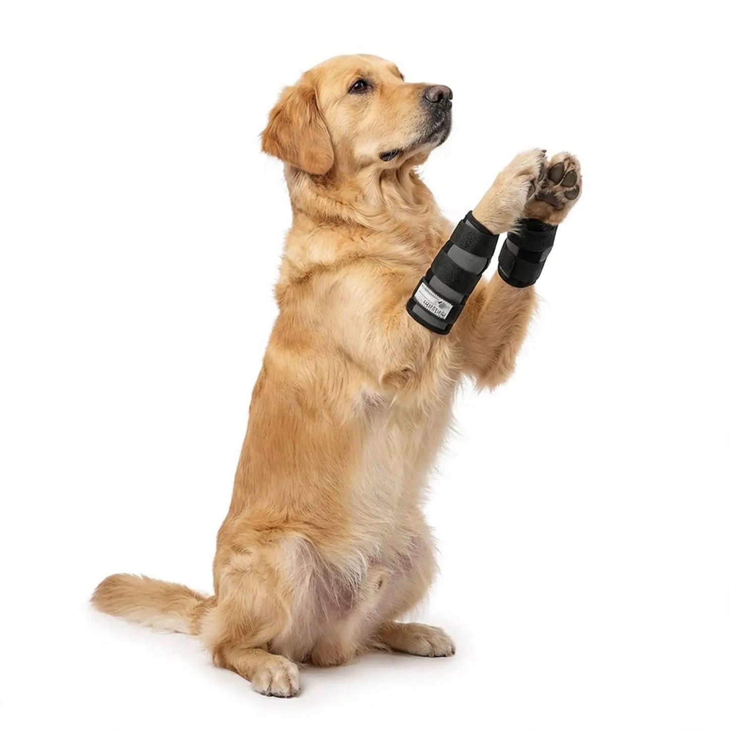 Sportbandage für Hunde